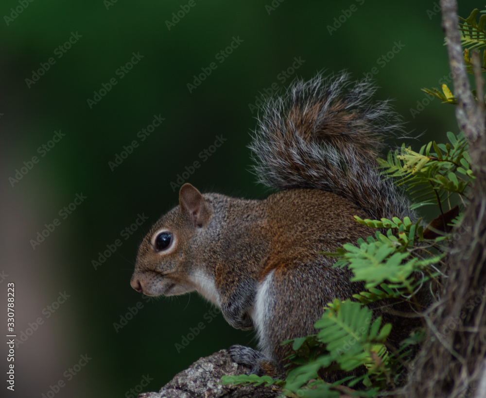 squirrel eating nut on a tree squirrel eating nut on a tree