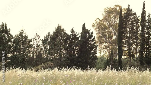 A windy day in the southern Italian countryside