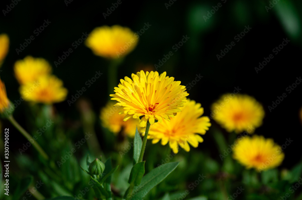 dandelion in grass dandelion in grass