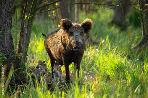Cute wild boar, sus scrofa, family with adult mother and tiny striped piglets approaching in spring forest at sunrise. Animal family looking into camera from front view. Wild mammal in nature.