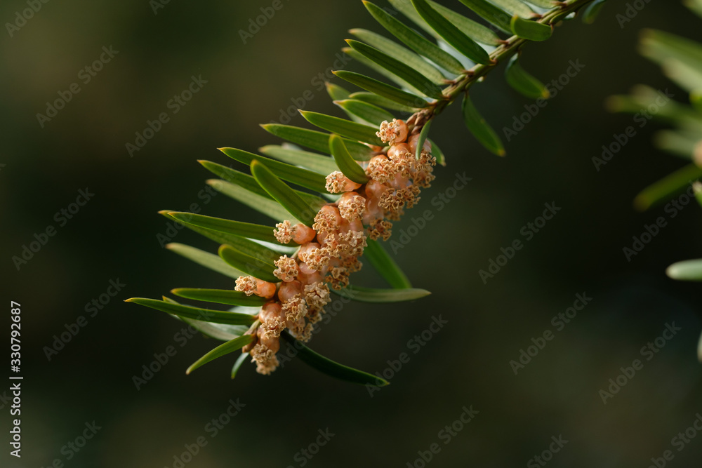 Naklejka premium Pollen / Blütenstaub: Europäische Eibe (lat. Taxus baccata)