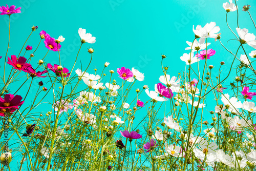 beautiful cosmos flowers are blooming in vintage tones with bright sky background. © Meawstory15Studio