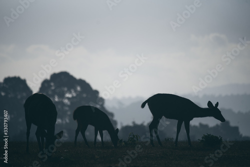 wild deer grazing grass in ...