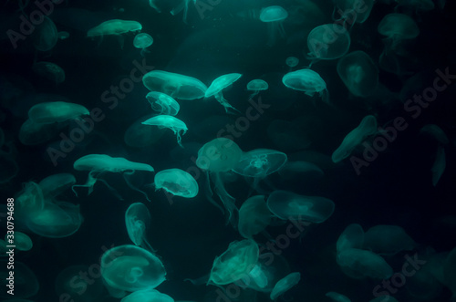 Lots of jellyfish with green light