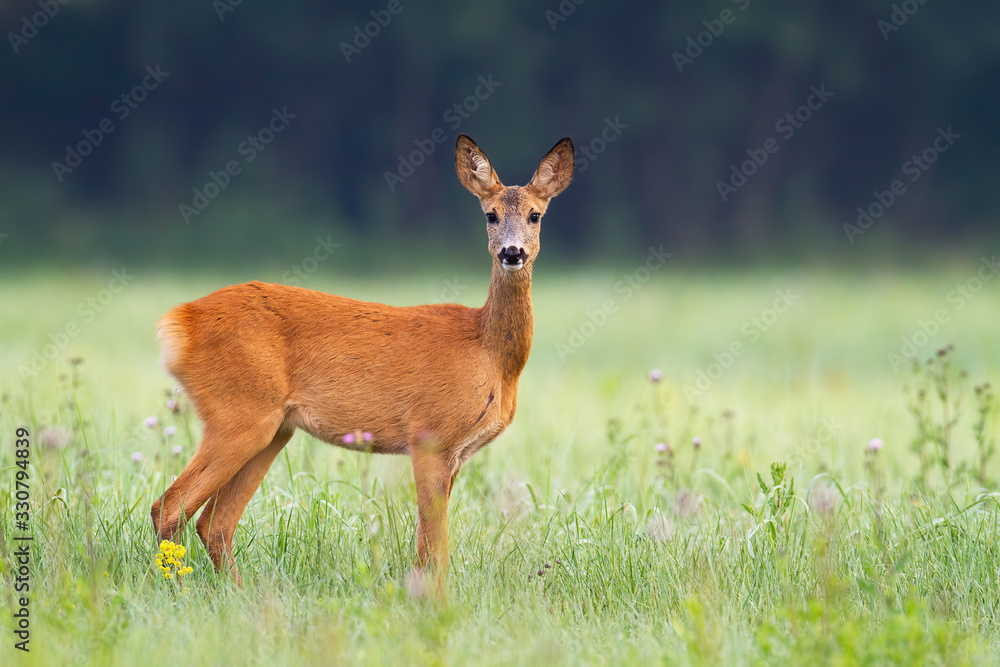 Innocent roe deer, capreolus capreolus, doe facing camera on meadow early in the summer morning with green grass wet from dew and light mist creating tranquil atmosphere.