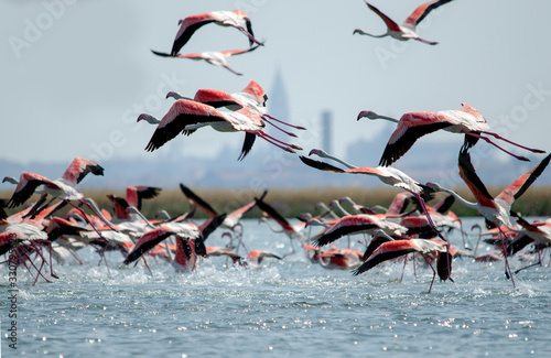 flamingos rise in flight over Venice