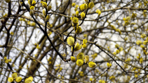 Drzewo a na nim bazie, pussy willow, ament. Wiosenne pędy na drzewie. Słoneczny, wiosenny dzień. Niedługo święta wielkanocne. 