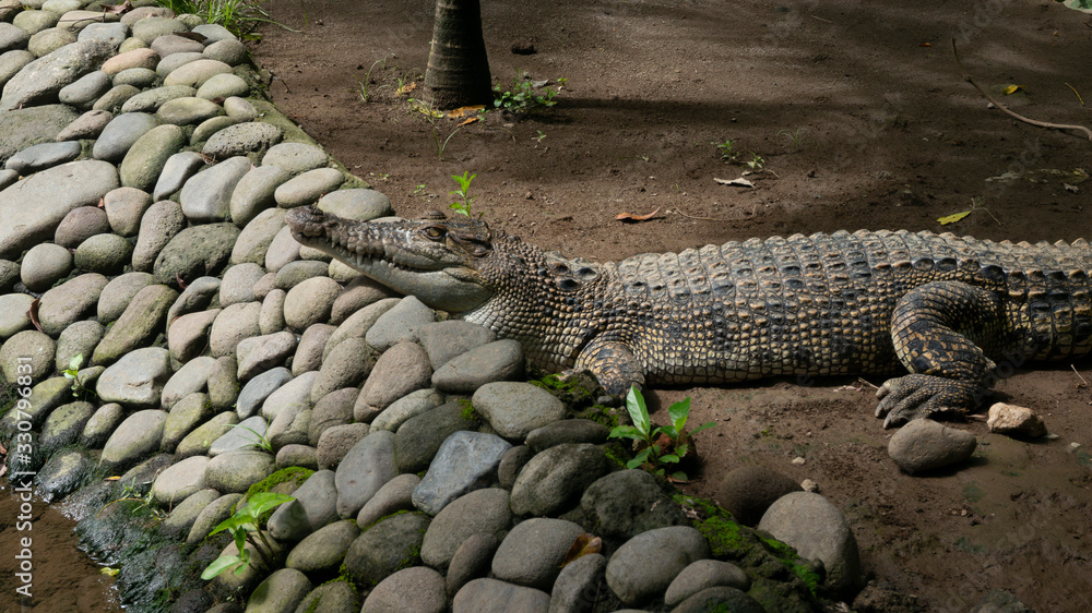 A crocodile is sunbathing. one of the predatory animals with habitat in water and land A crocodile is sunbathing. one of the predatory animals with habitat in water and land