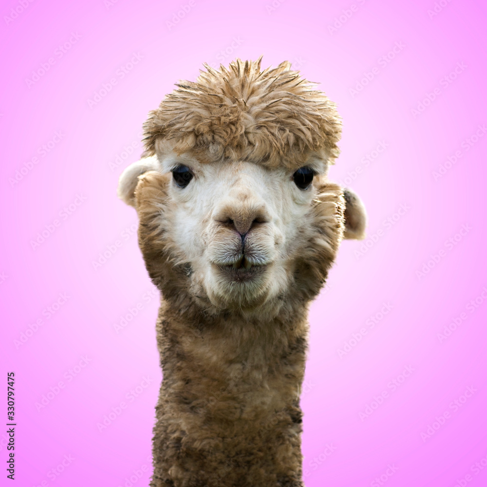 Funny alpaca llama on pink background