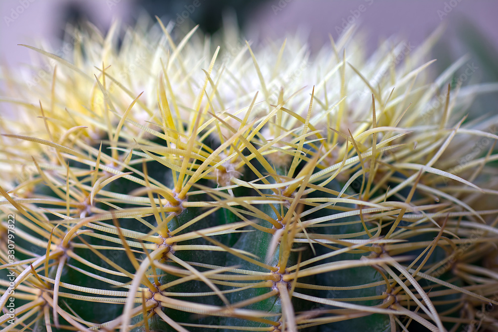 Cactus Cactus
