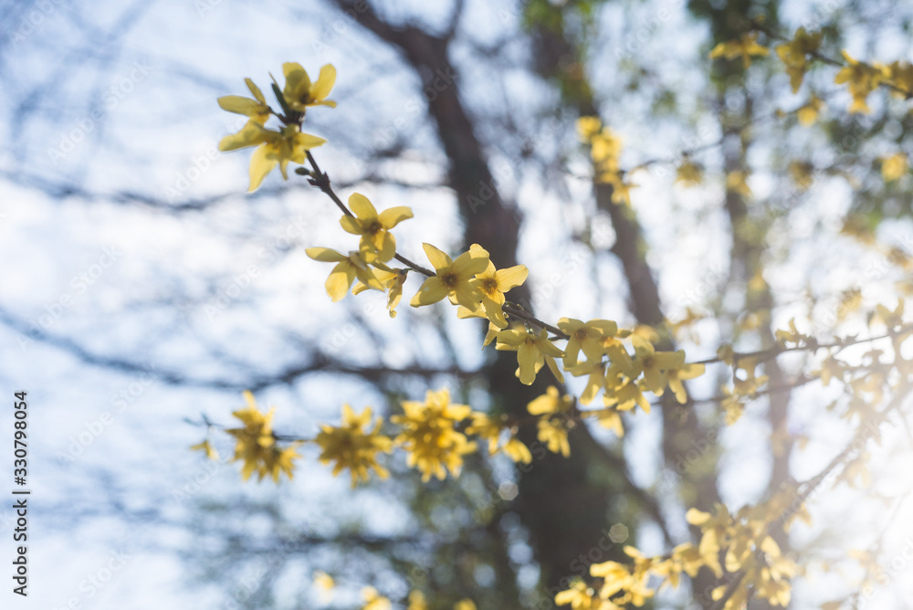 Closeup of Forsythia blossom in a public garden Closeup of Forsythia blossom in a public garden