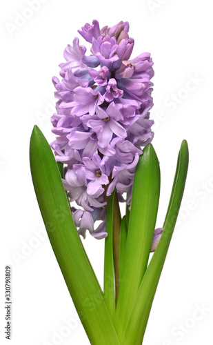 Violet hyacinth flower head isolated on a white background. Spring time. Easter holidays. Garden decoration  landscaping. Floral floristic arrangement. Flat lay  top view