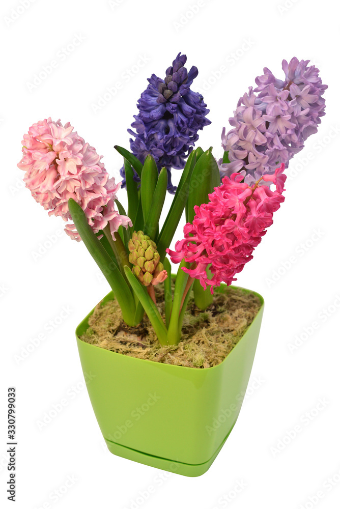 Hyacinth flower in a pot isolated on a white background. Spring time. Easter holidays. Garden decoration, landscaping. Floral floristic arrangement. Flat lay, top view Hyacinth flower in a pot isolated on a white background. Spring time. Easter holidays. Garden decoration, landscaping. Floral floristic arrangement. Flat lay, top view