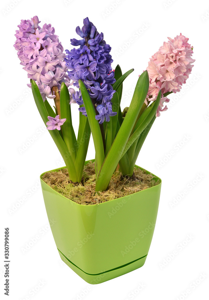 Hyacinth flower in a pot isolated on a white background. Spring time. Easter holidays. Garden decoration, landscaping. Floral floristic arrangement. Flat lay, top view