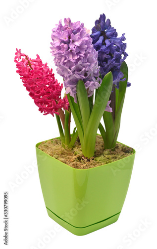 Hyacinth flower in a pot isolated on a white background. Spring time. Easter holidays. Garden decoration, landscaping. Floral floristic arrangement. Flat lay, top view