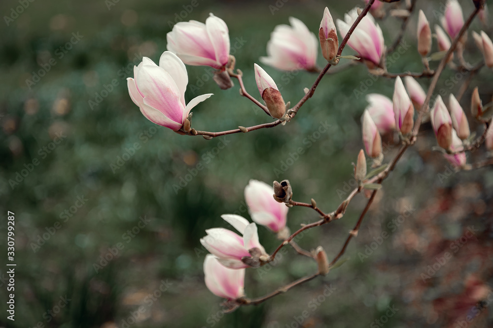 Obraz premium Magnolie