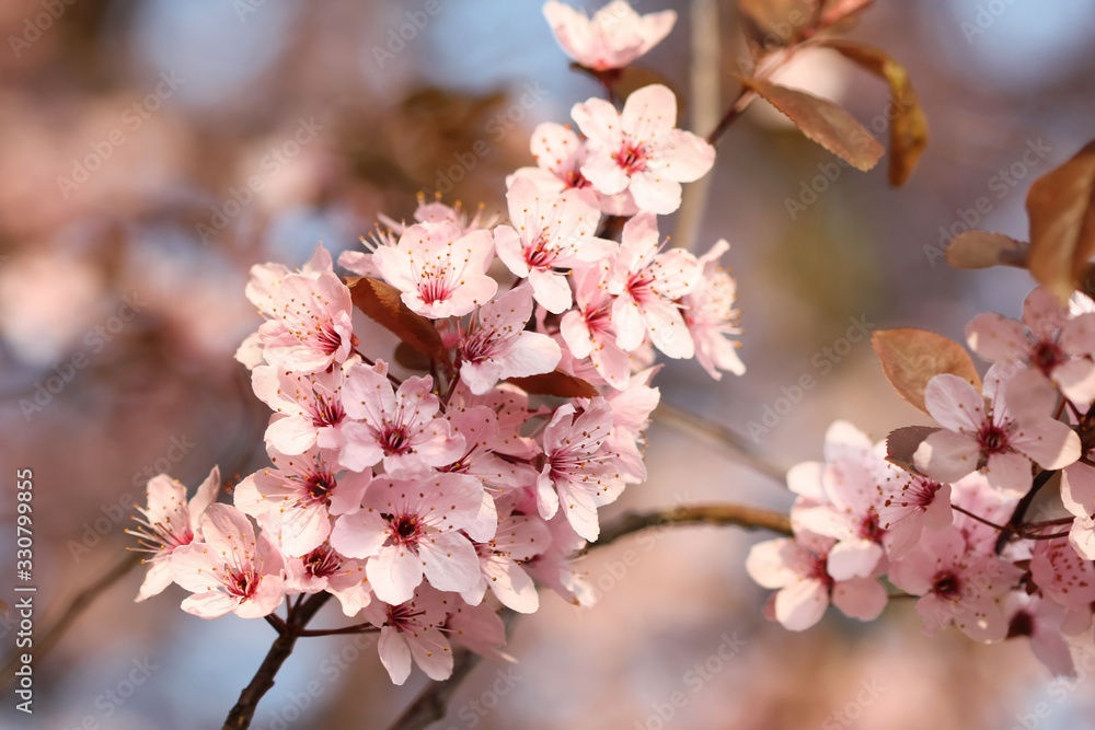 Fototapeta premium Cherry flowers in spring time