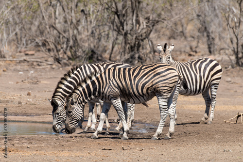 Z  bre de Burchell  Equus quagga  Parc national Kruger  Afrique du Sud