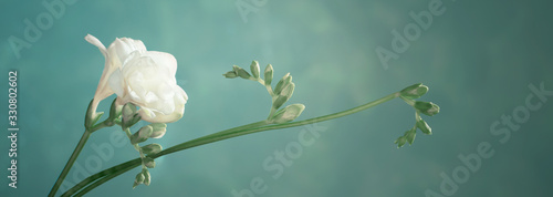 white  freesia on green background photo