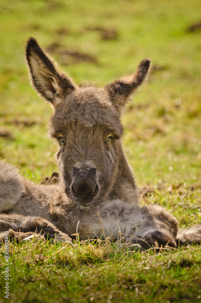 A cute and fluffy littel donkey foal in the meadow in springtime A cute and fluffy littel donkey foal in the meadow in springtime