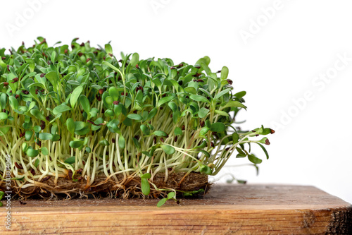 Micro leaf vegetable of green alfalfa seeds sprouts
