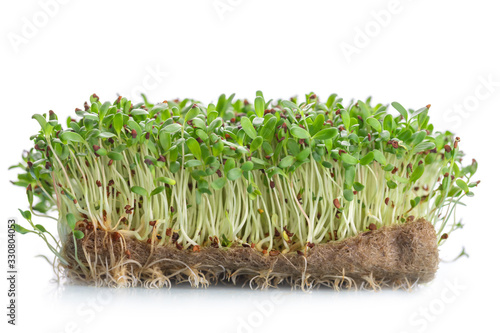 Micro  leaf vegetable of green alfalfa seeds sprouts