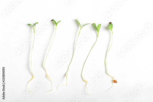 Micro  leaf vegetable of green alfalfa seeds sprouts