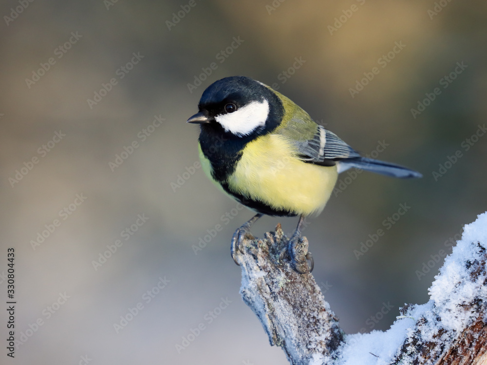 Obraz premium Great tit