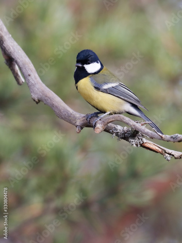 Great tit