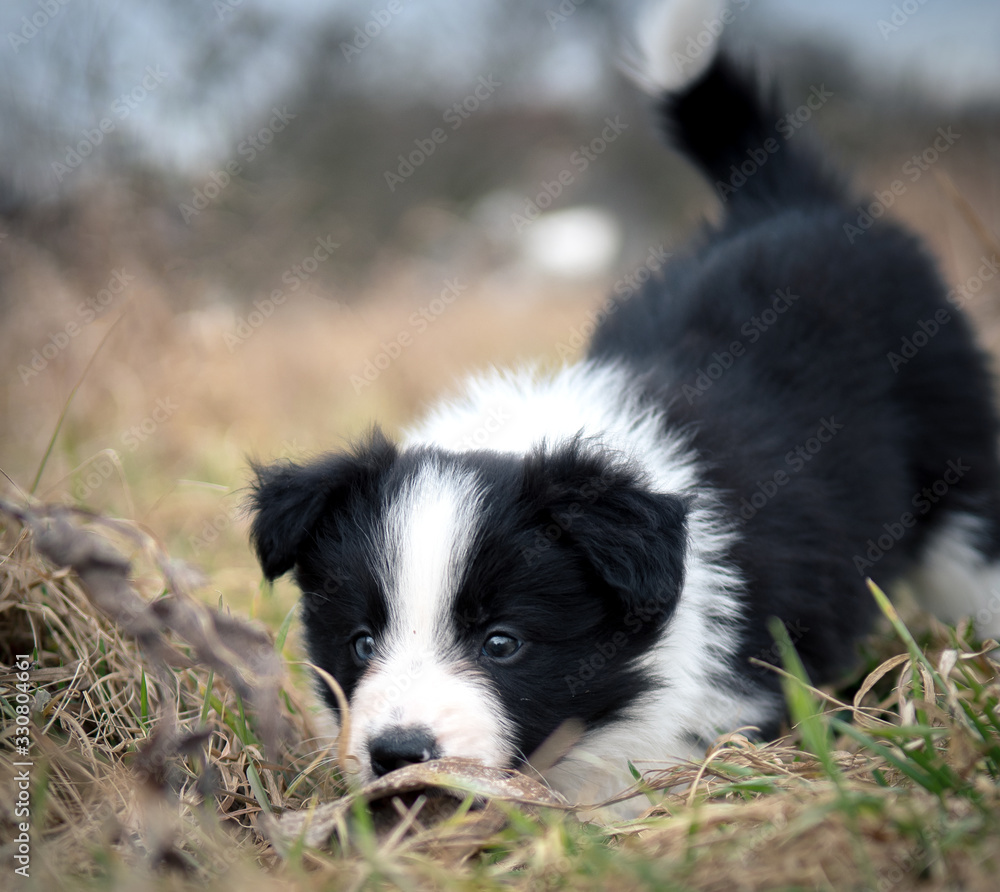 border collie puppy border collie puppy