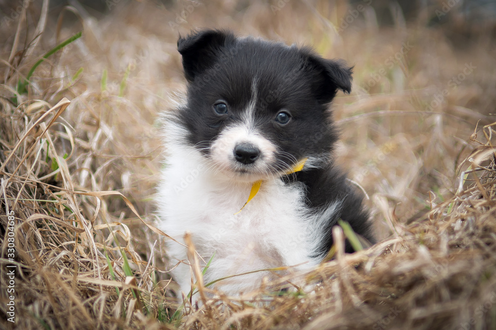 border collie puppy border collie puppy