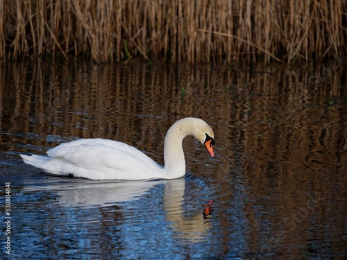 Pair of white swans on the water