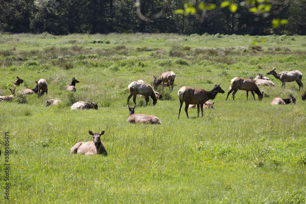 Fototapeta premium Elk Herd