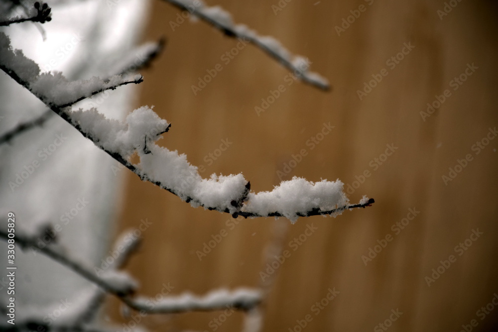 Obraz premium bedeckter Ast