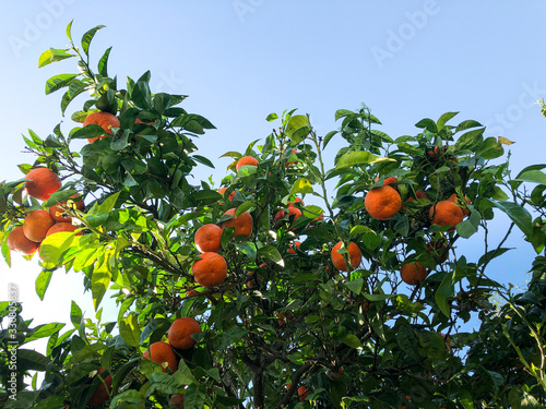 Fresh ripe oranges on a tree in sun beams
