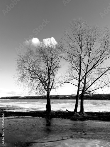 tree on lake in winter