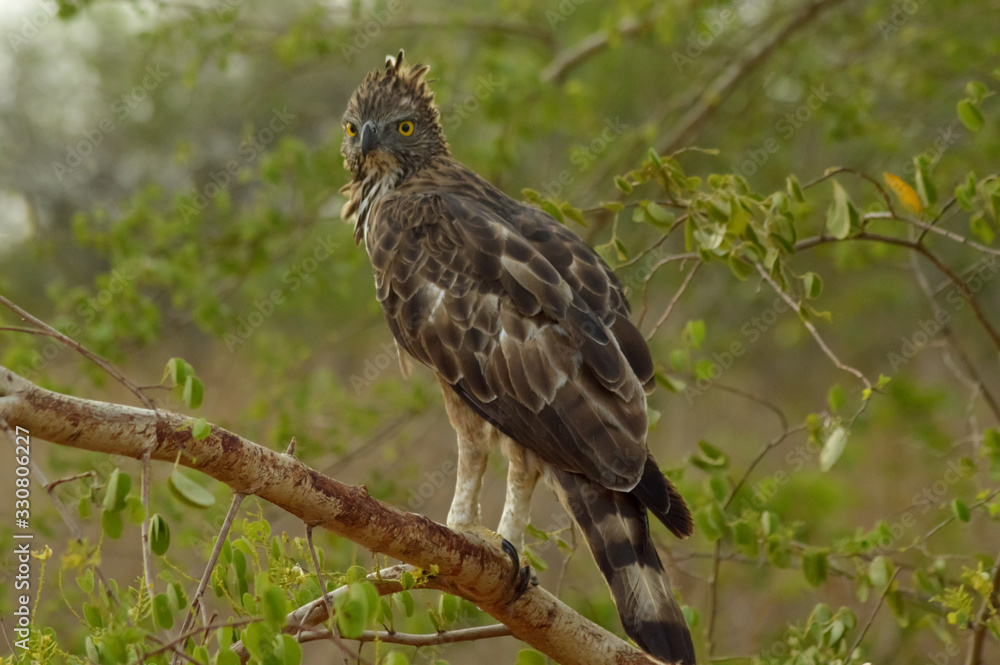 bird of prey bird of prey