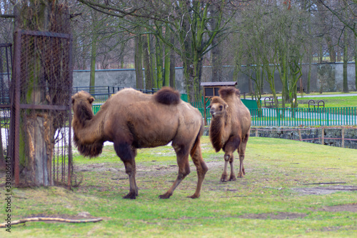 Chorzów, Poland 01 January 2020.Silesian Zoological Garden