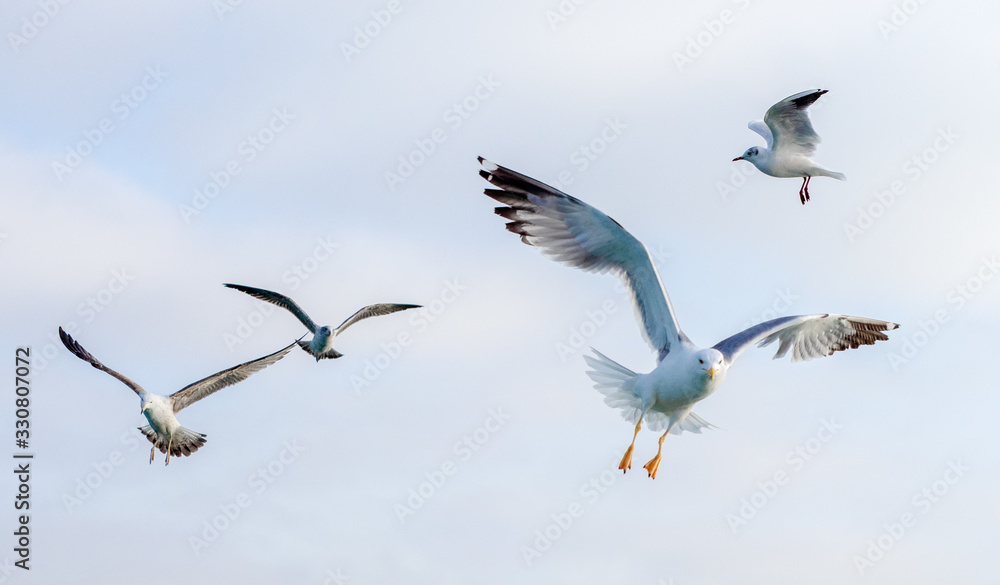 Gulls