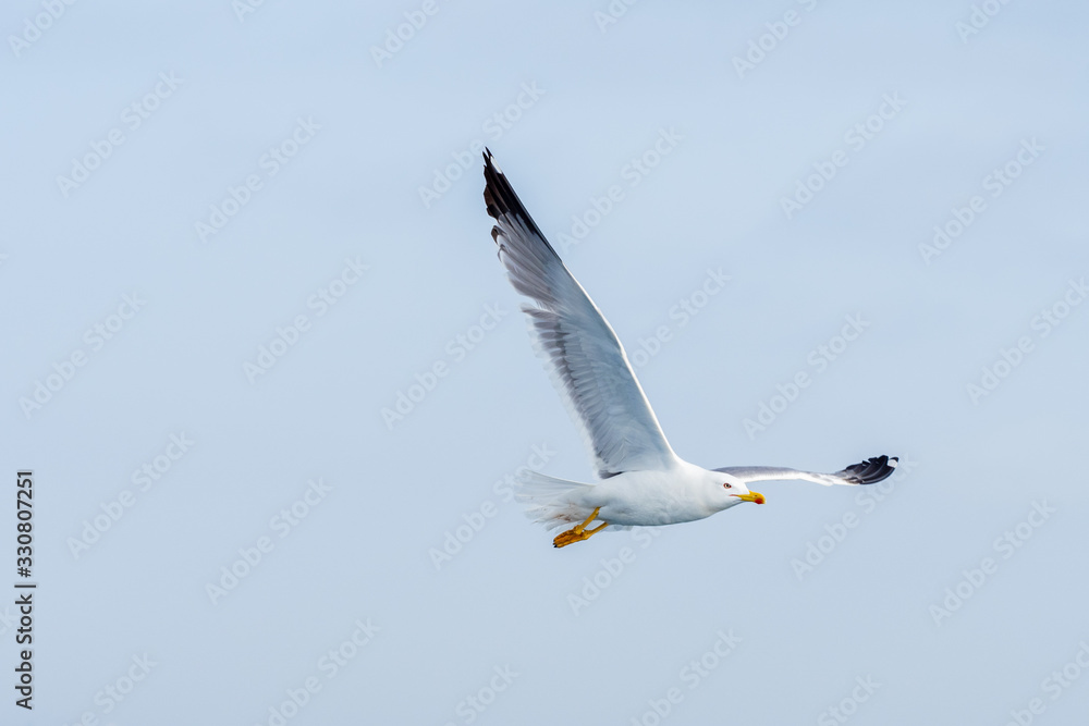 Gulls Gulls