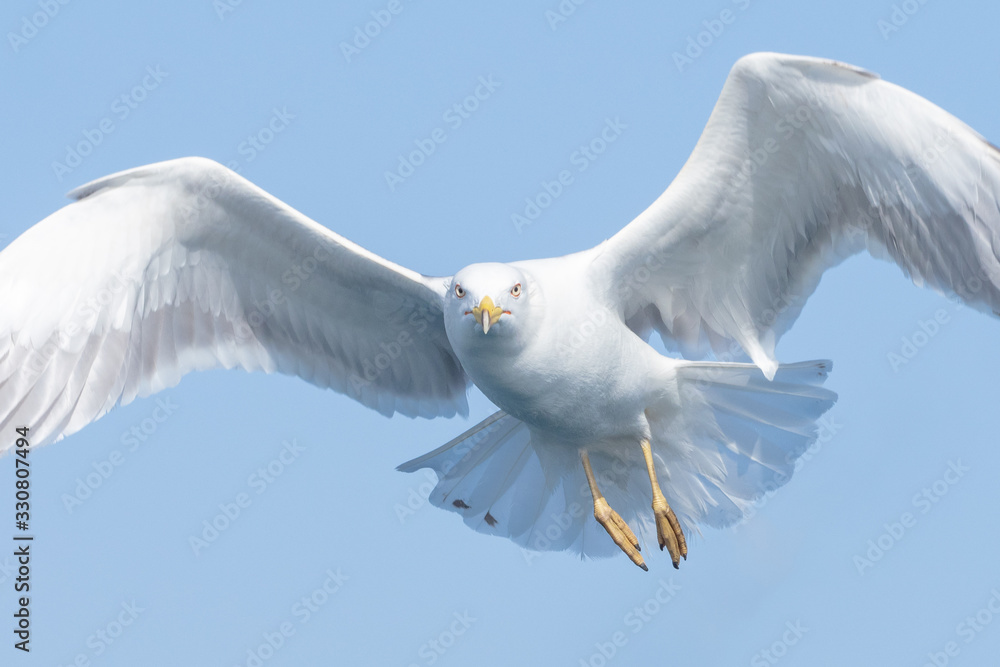 Fototapeta premium Gulls