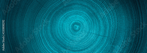 Monotone blue cut wood texture. Detailed flat background of a felled tree trunk or stump. Rough organic tree rings with close up of end grain. photo