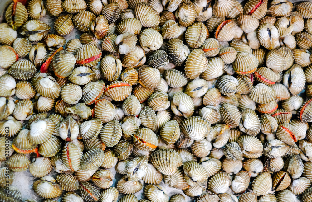 Background Fresh Raw shellfish cockles Background Fresh Raw shellfish cockles