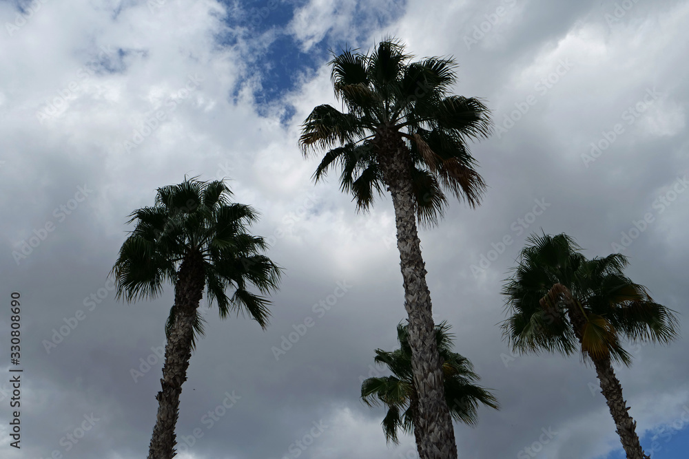 Close-up of the crowns of four date palm trees in front of a cloudy sky