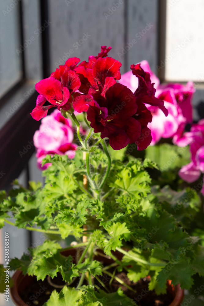 Bright burgundy flowers of the Royal Angelic Pelargonium and green leaves in the greenhouse. Bright burgundy flowers of the Royal Angelic Pelargonium and green leaves in the greenhouse.