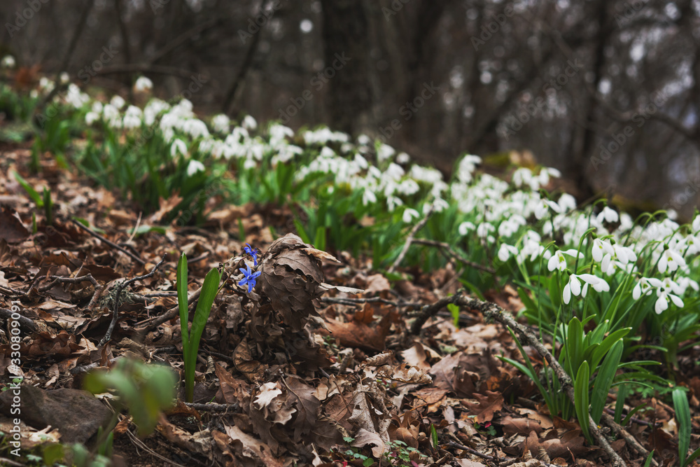 White snowdrops in the forest. A woodland covered with flowering snowdrops. White snowdrops in the forest. A woodland covered with flowering snowdrops.