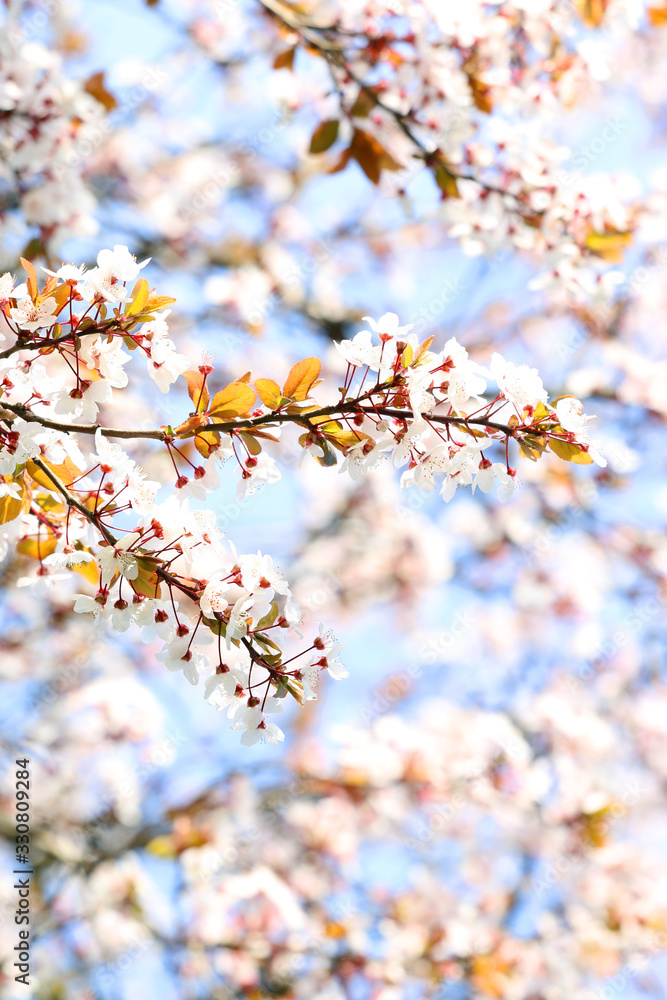 Sakura - dreamy japanese cherry blossom 