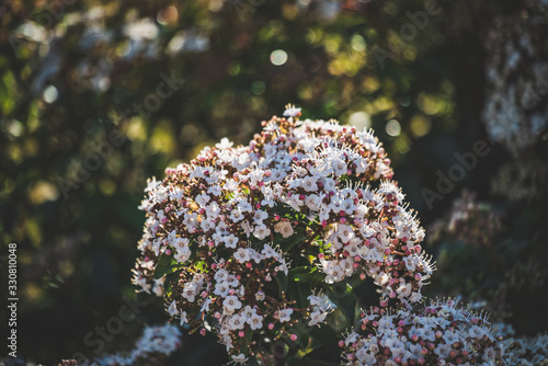 Flowers & buds of Viburnum tinus photo