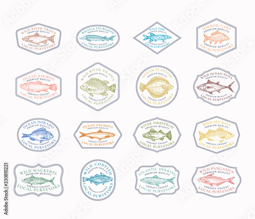 Fish Vintage Frame Badges or Logo Templates Collection. Hand Drawn River and Ocean Fishes Sketch Emblems Bundle with Retro Typography.