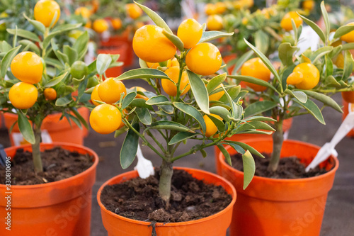 Citrus fruits ripen on a miniature citrus tree in a potted botanical garden, in a flower shop.